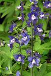 Delphinium staphisagria