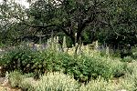 Delphinium staphisagria