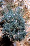 Dianthus fruticosus ssp. creticus