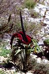 Dracunculus vulgaris