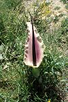 Dracunculus vulgaris