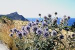 Echinops spinosissimus