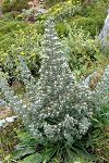 Echium italicum ssp. biebersteinii