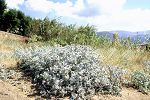 Eryngium maritimum