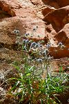 Eryngium ternatum