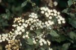 Eupatorium adonephorum (Ageratina adenophora)