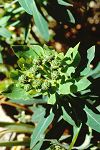 Euphorbia sultan-hassei