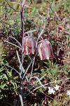 Fritillaria messanensis