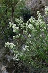 Galium fruticosum