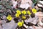 Helianthemum hymettium