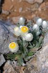 Helichrysum doerfleri