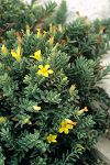 Hypericum aegypticum