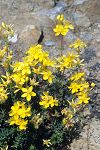 Hypericum empetrifolium