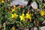 Hypericum trichocaulon