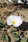 Ipomoea imperati (stolonifera)