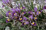 Iris unguicularis ssp. cretensis