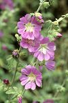 Lavatera bryoniifolia