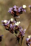 Limonium sinuatum