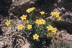 Linum arboreum