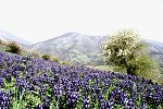 Lupinus pilosus