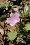 Malva cretica