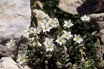 Minuartia verna ssp. attica