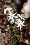 Narcissus serotinus