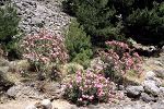 Nerium oleander