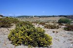 Ononis hispanica (Ononis natrix ssp. hispanica)