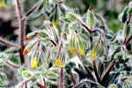 Onosma graecum