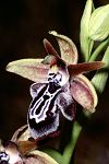 Ophrys cretica ssp. ariadnae