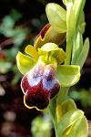 Ophrys cinereophila