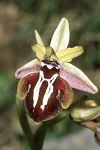 Ophrys cretensis x Ophrys cretica ssp. ariadnae