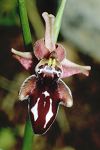 Ophrys cretica ssp. bicornuta