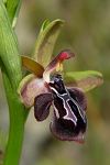 Ophrys cretica ssp. ariadnae x Ophrys spruneri