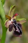 Ophrys cretica ssp. ariadnae x Ophrys spruneri