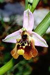 Ophrys episcopalis