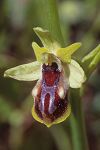 Ophrys gortynia