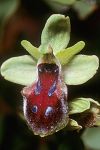 Ophrys gortynia