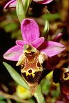 Ophrys heldreichii