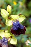 Ophrys iricolor