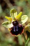 Ophrys sphegodes ssp. (by experts differently classified)