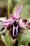 Ophrys spruneri