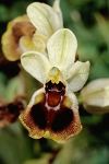 Ophrys tenthredinifera