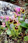 Ophrys tenthredinifera