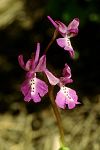 Orchis anatolica