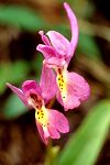 Orchis anatolica x Orchis pauciflora