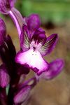 Orchis boryi