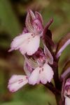 Orchis boryi