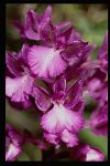 Orchis boryi x Orchis anatolica